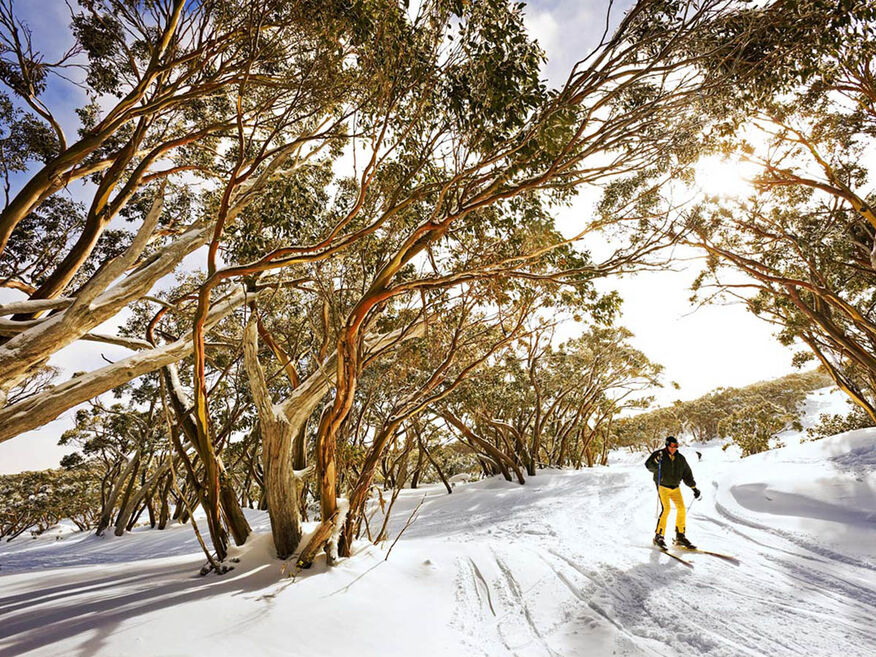 Mount Baw Baw Alpine Resort