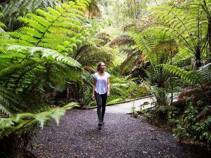 Tarra Bulga National Park